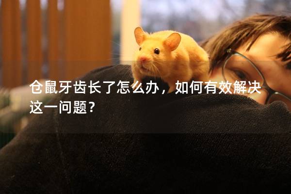 仓鼠牙齿长了怎么办，如何有效解决这一问题？