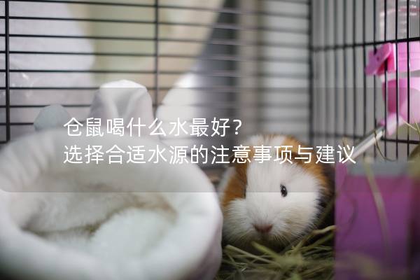 仓鼠喝什么水最好？ 选择合适水源的注意事项与建议