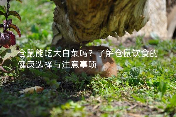 仓鼠能吃大白菜吗？了解仓鼠饮食的健康选择与注意事项