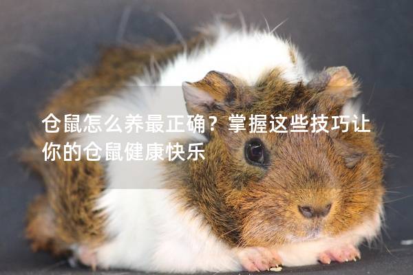 仓鼠怎么养最正确？掌握这些技巧让你的仓鼠健康快乐
