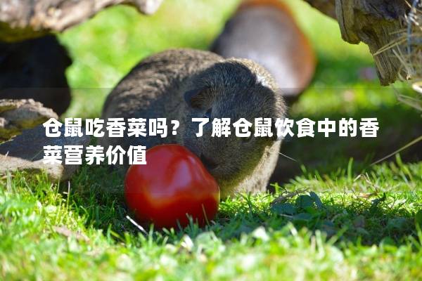 仓鼠吃香菜吗？了解仓鼠饮食中的香菜营养价值