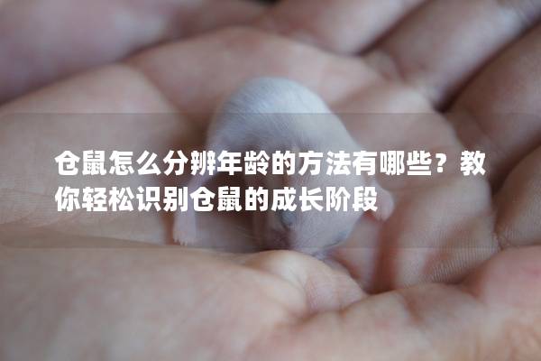 仓鼠怎么分辨年龄的方法有哪些？教你轻松识别仓鼠的成长阶段