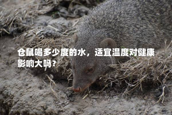 仓鼠喝多少度的水，适宜温度对健康影响大吗？
