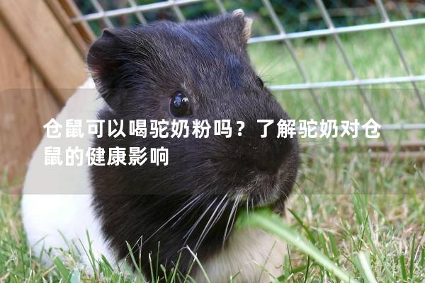 仓鼠可以喝驼奶粉吗？了解驼奶对仓鼠的健康影响