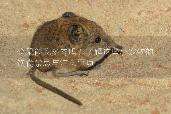 仓鼠能吃多肉吗？了解这些小宠物的饮食禁忌与注意事项