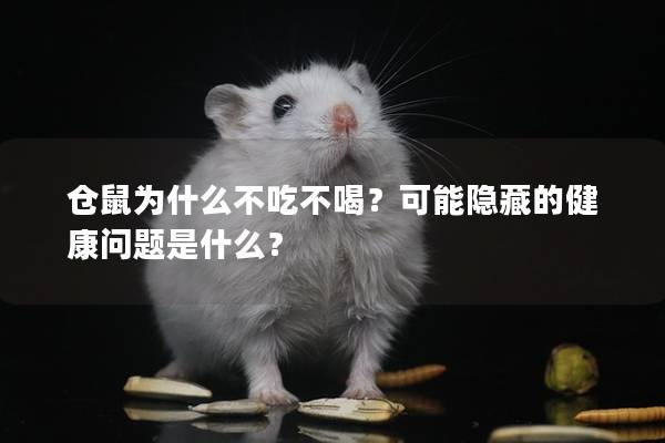 仓鼠为什么不吃不喝？可能隐藏的健康问题是什么？