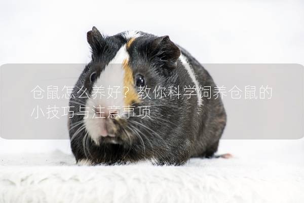 仓鼠怎么养好？教你科学饲养仓鼠的小技巧与注意事项