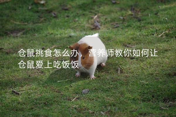 仓鼠挑食怎么办，营养师教你如何让仓鼠爱上吃饭饭