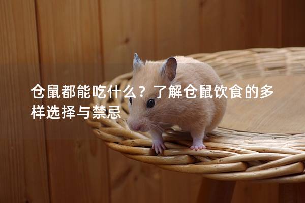 仓鼠都能吃什么？了解仓鼠饮食的多样选择与禁忌