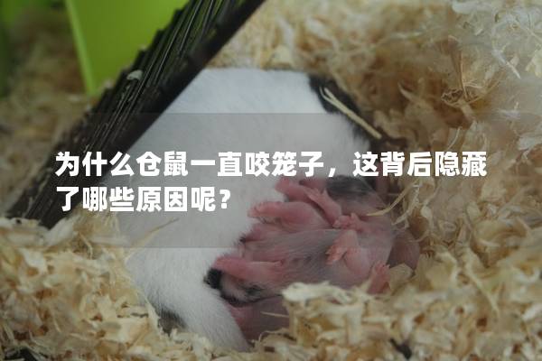 为什么仓鼠一直咬笼子，这背后隐藏了哪些原因呢？