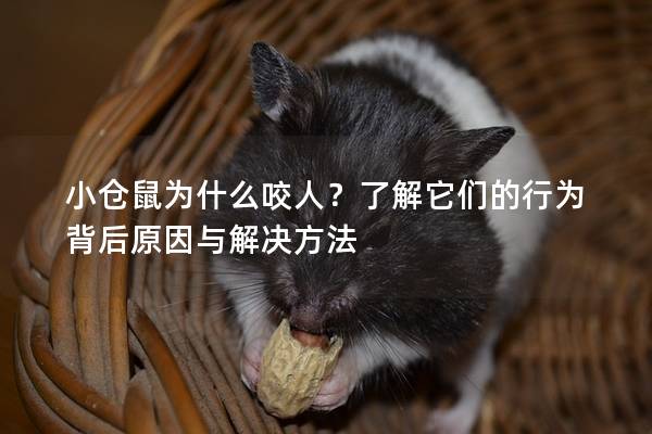 小仓鼠为什么咬人？了解它们的行为背后原因与解决方法