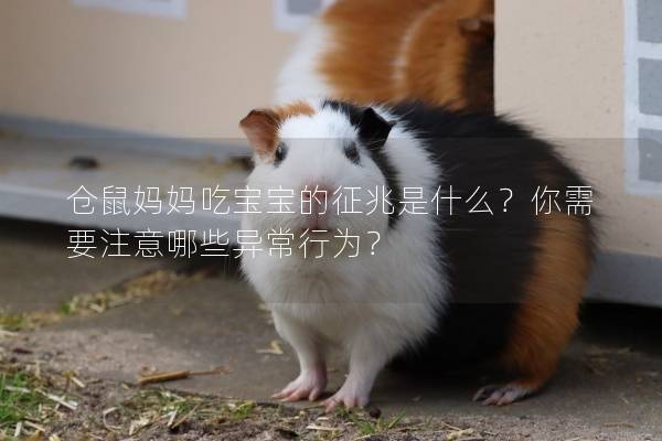 仓鼠妈妈吃宝宝的征兆是什么？你需要注意哪些异常行为？
