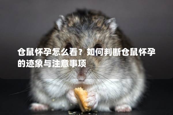 仓鼠怀孕怎么看?如何判断仓鼠怀孕的迹象与注意事项 仓鼠怀孕怎么看?如何判断仓鼠怀孕的迹象与注意事项