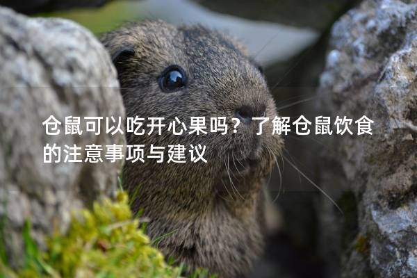 仓鼠可以吃开心果吗？了解仓鼠饮食的注意事项与建议