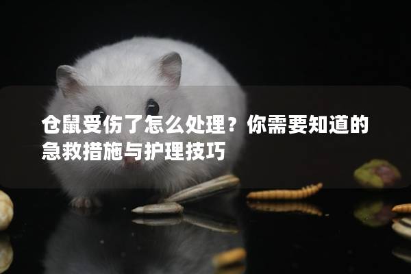仓鼠受伤了怎么处理？你需要知道的急救措施与护理技巧