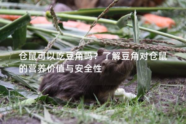 仓鼠可以吃豆角吗？了解豆角对仓鼠的营养价值与安全性