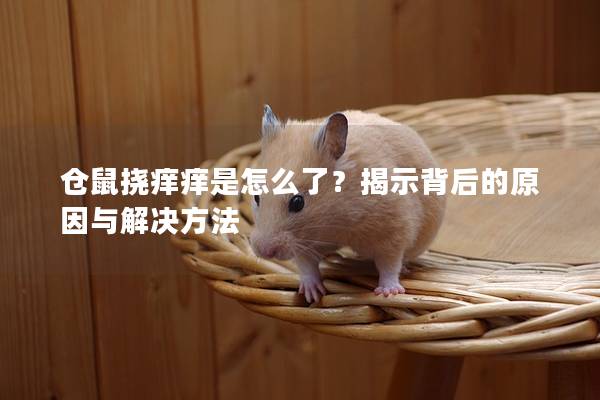 仓鼠挠痒痒是怎么了？揭示背后的原因与解决方法