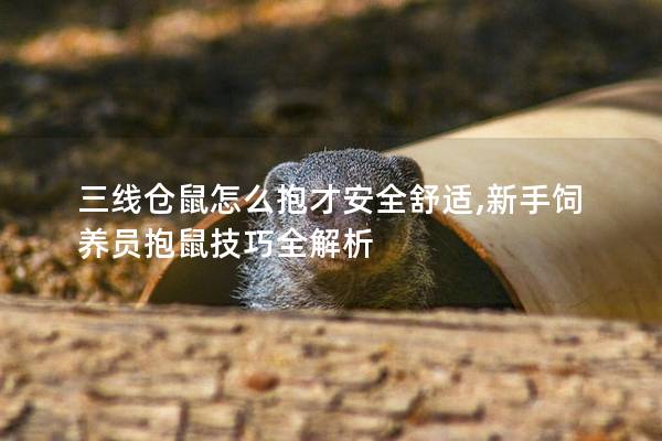 三线仓鼠怎么抱才安全舒适,新手饲养员抱鼠技巧全解析