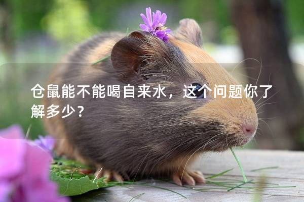 仓鼠能不能喝自来水，这个问题你了解多少？