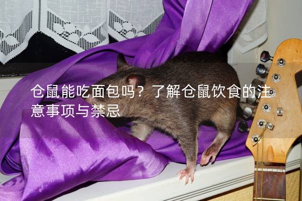 仓鼠能吃面包吗？了解仓鼠饮食的注意事项与禁忌