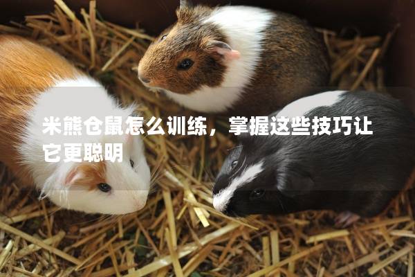 米熊仓鼠怎么训练，掌握这些技巧让它更聪明