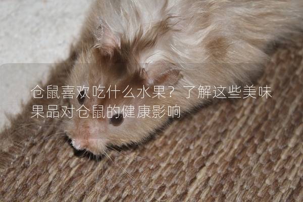 仓鼠喜欢吃什么水果？了解这些美味果品对仓鼠的健康影响