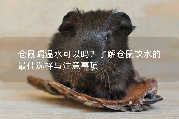 仓鼠喝温水可以吗？了解仓鼠饮水的最佳选择与注意事项