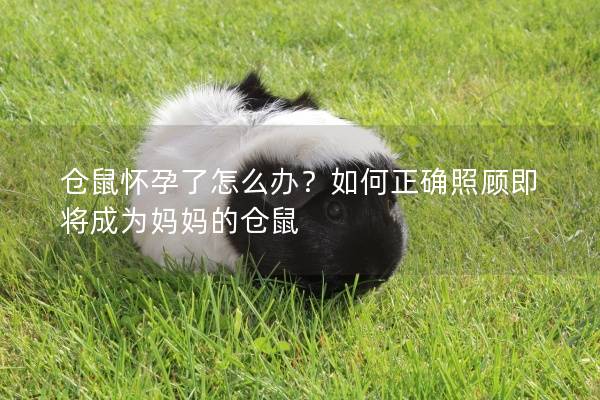 仓鼠怀孕了怎么办？如何正确照顾即将成为妈妈的仓鼠