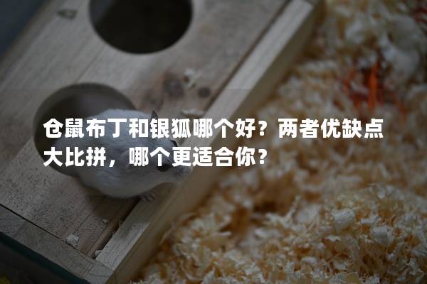 仓鼠布丁和银狐哪个好？两者优缺点大比拼，哪个更适合你？