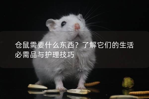 仓鼠需要什么东西？了解它们的生活必需品与护理技巧