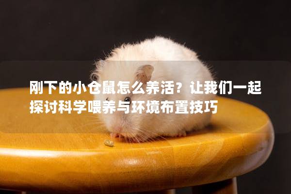 刚下的小仓鼠怎么养活？让我们一起探讨科学喂养与环境布置技巧