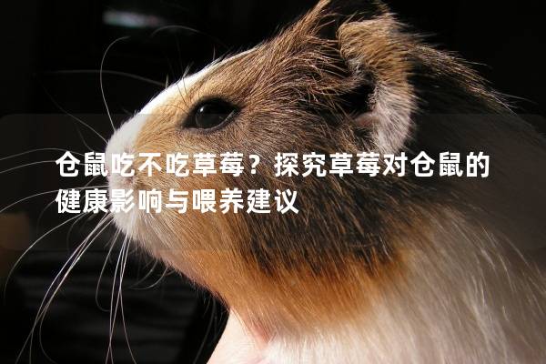 仓鼠吃不吃草莓？探究草莓对仓鼠的健康影响与喂养建议