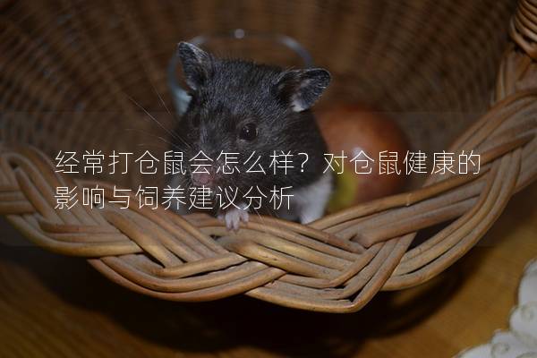 经常打仓鼠会怎么样？对仓鼠健康的影响与饲养建议分析