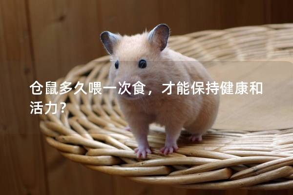 仓鼠多久喂一次食，才能保持健康和活力？