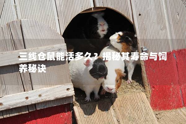 三线仓鼠能活多久？揭秘其寿命与饲养秘诀