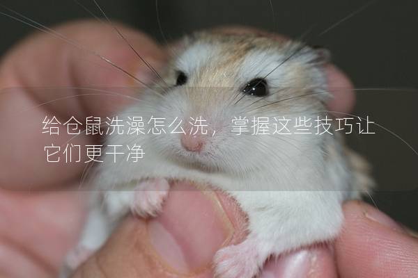 给仓鼠洗澡怎么洗，掌握这些技巧让它们更干净
