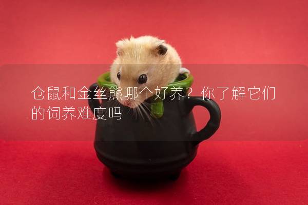 仓鼠和金丝熊哪个好养？你了解它们的饲养难度吗