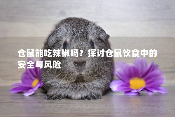 仓鼠能吃辣椒吗？探讨仓鼠饮食中的安全与风险