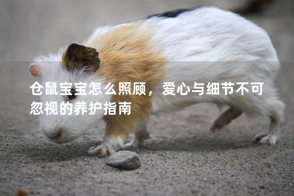 仓鼠宝宝怎么照顾，爱心与细节不可忽视的养护指南