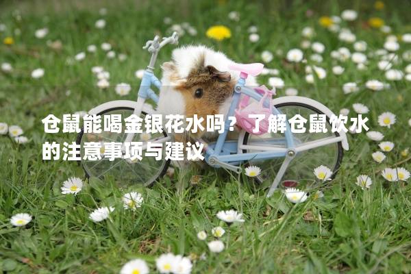 仓鼠能喝金银花水吗？了解仓鼠饮水的注意事项与建议