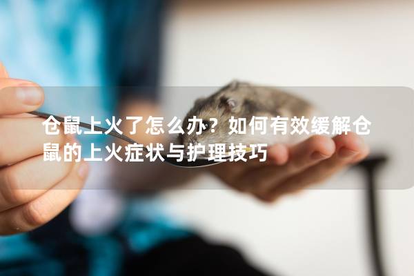 仓鼠上火了怎么办？如何有效缓解仓鼠的上火症状与护理技巧