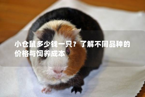 小仓鼠多少钱一只？了解不同品种的价格与饲养成本