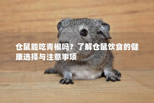 仓鼠能吃青椒吗？了解仓鼠饮食的健康选择与注意事项