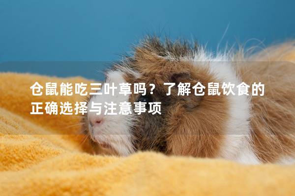 仓鼠能吃三叶草吗？了解仓鼠饮食的正确选择与注意事项