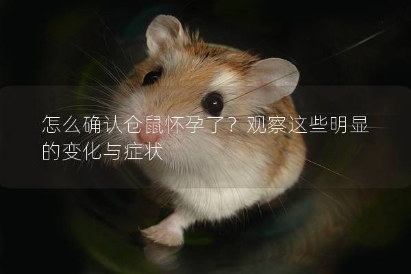 怎么确认仓鼠怀孕了？观察这些明显的变化与症状