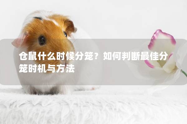 仓鼠什么时候分笼？如何判断最佳分笼时机与方法