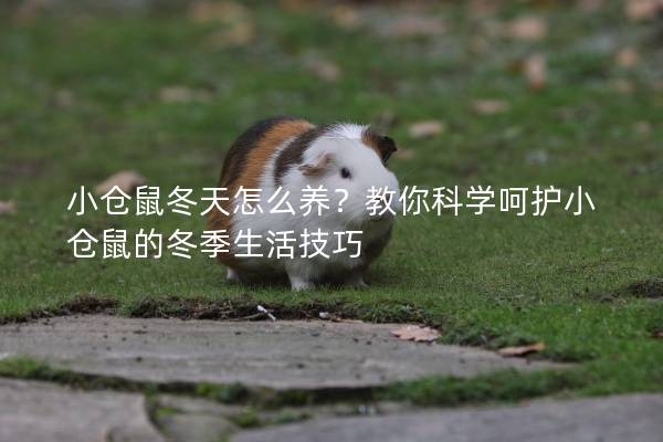 小仓鼠冬天怎么养？教你科学呵护小仓鼠的冬季生活技巧
