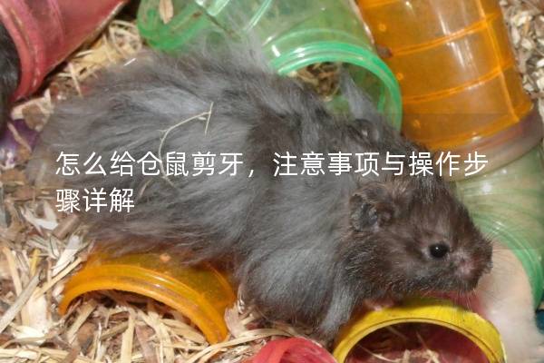 怎么给仓鼠剪牙，注意事项与操作步骤详解