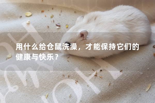 用什么给仓鼠洗澡，才能保持它们的健康与快乐？