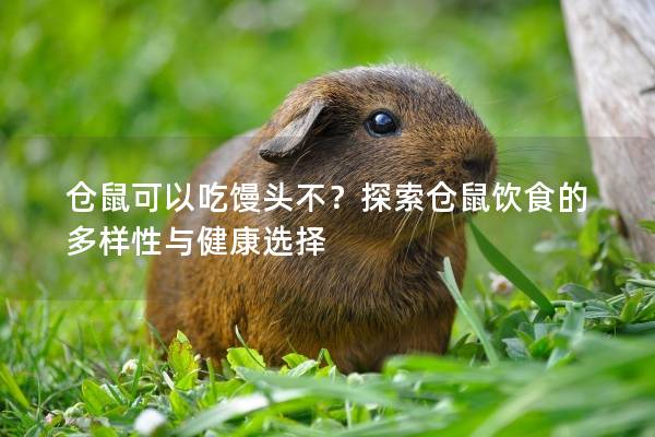 仓鼠可以吃馒头不？探索仓鼠饮食的多样性与健康选择